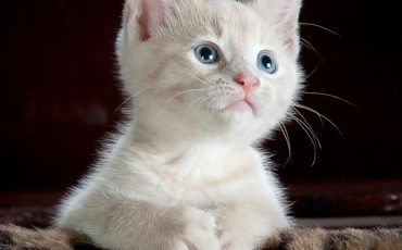 gato