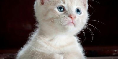 gato